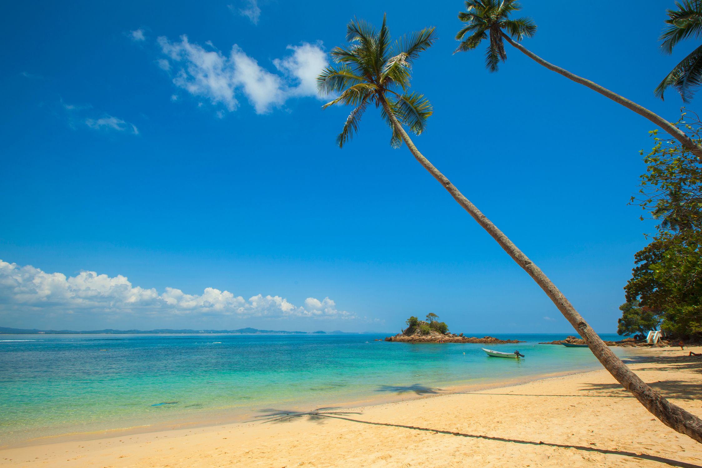 Green Coconut Palm Beside Seashore Under Blue Calm Sky during Daytime